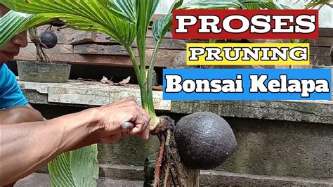 Proses Pruning Pemangkasan Daun Bonsai Kelapa Pecinta Bonsai Kelapa