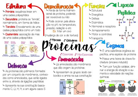 Aminoacidos Proteinas E Enzimas Mapa Conceitual Bioquimica I Images