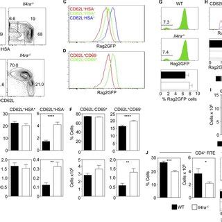 Mature Thymocytes Accumulate In The Thymic Medulla Of Il Ra Mice