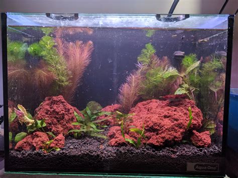 My first attempt at a lava rock aquascape : r/Aquariums