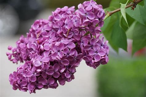 How To Plant And Care For Lilac - Best Landscape Ideas