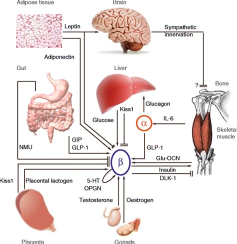 Inter Organ Communication Pathways Influencing Beta Cell Function The