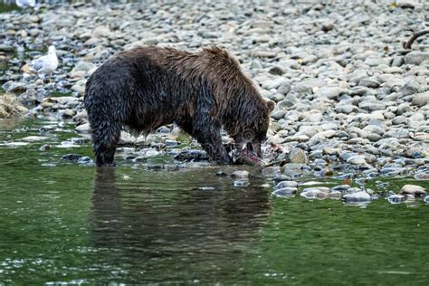 Grizzly Bear Ursus Arctos Horribilis Salmon Fishing In The Atnarko