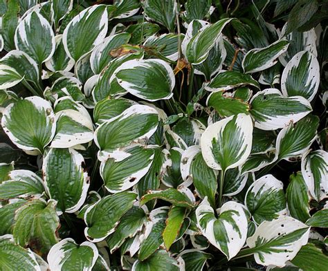 Hosta albomarginata - Изображение особи - Плантариум