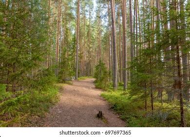 Walking Path Pine Tree Forest Summer Stock Photo 697697365 | Shutterstock