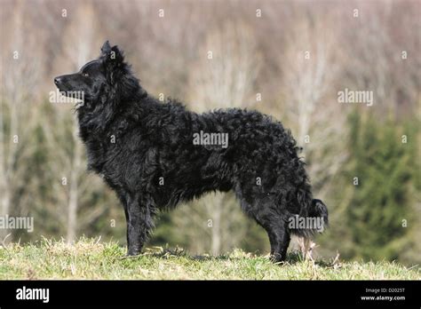 Hungarian Sheepdog High Resolution Stock Photography And Images Alamy