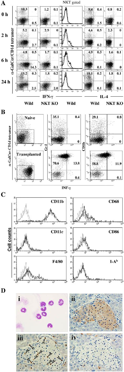 Figure From V Nk T Celltriggered Ifn Production By Gr Cd B