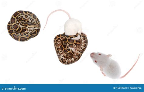 Boa snake eat rat stock photo. Image of chain, serpent - 16842078