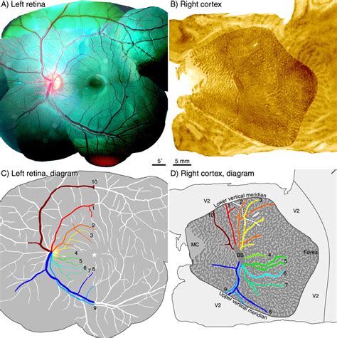 A Precise Retinotopic Map Of Primate Striate Cortex Generated From The