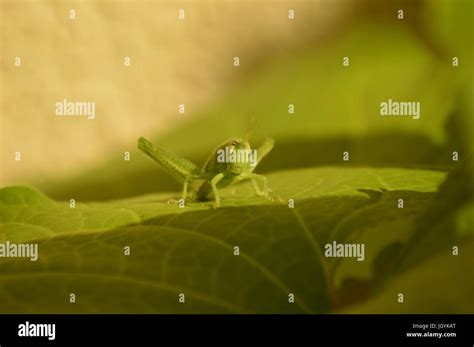 Insects In Rainy Day Hi Res Stock Photography And Images Alamy