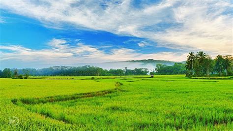 Rice Field HD Wallpaper Pxfuel