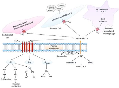 Autocrine And Paracrine Signalling Mediated By S P Secreted S P Is