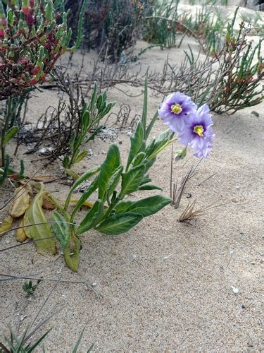 Solanum Indivisum · Inaturalist