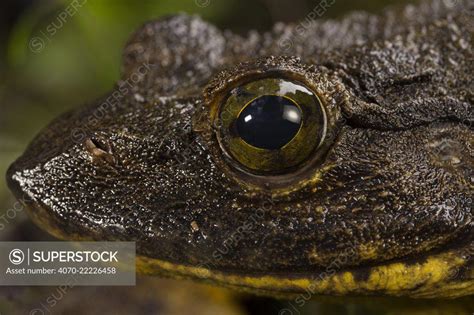 Goliath frog (Conraua goliath) portrait, Cameroon. - SuperStock