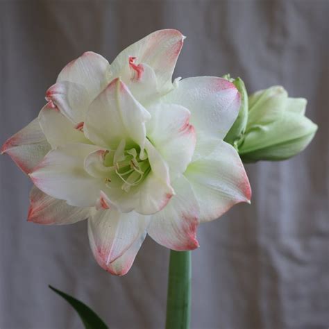 Buy Amaryllis Bulb Hippeastrum Amadeus Candy Pbr Delivery By
