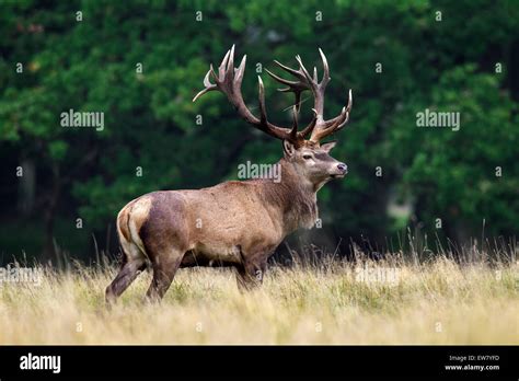 Red Deer Cervus Elaphus Stag With Huge Antlers In Grassland At Stock