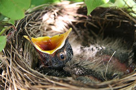 Robin Bird Nest