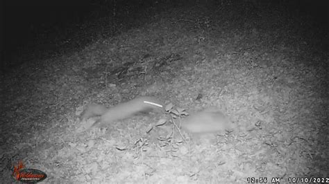 2 Red Fox Over A Deboned Deer Carcass Youtube