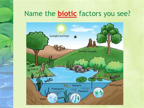 Biotic And Abiotic Factors Ppt Download