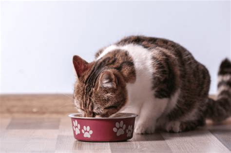 Chewy Cat Food The Ultimate Guide For Feline Nutrition