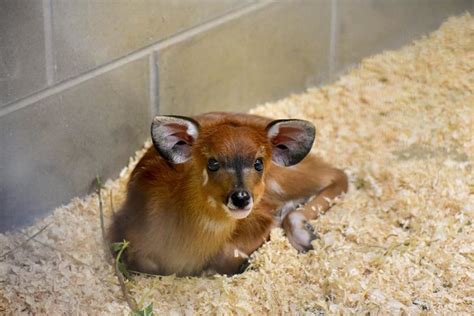 Baby Antelope Born At Maryland Zoo | Baltimore, MD Patch