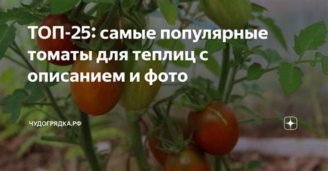 ТОП-25: самые популярные томаты для теплиц с описанием и фото ...