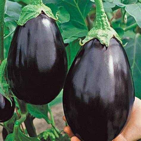 Eggplant - Black Beauty - St. Clare Heirloom Seeds