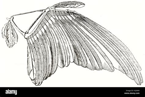 Bird Wing Anatomy Underside