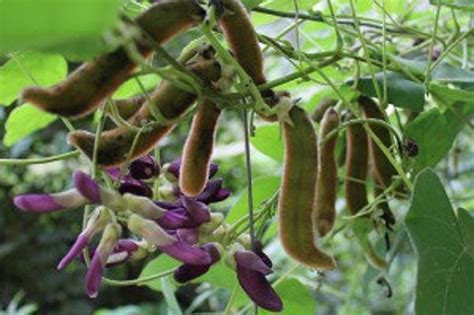 Mucuna Pruriens Velvet Bean Cowitch Raw Black Florida Velvet Bean