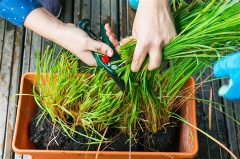 10 Reasons To Grow Lemongrass No Matter Where You Live