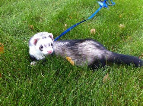 Ferret Colors and Patterns – Holistic Ferret Forum