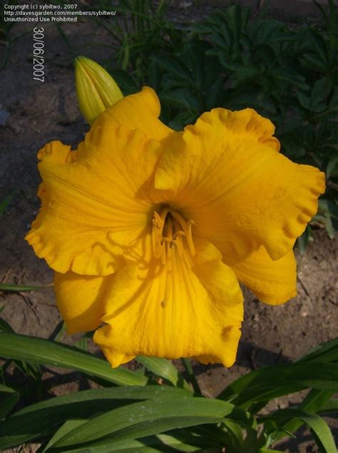 Plantfiles Pictures Daylily Age Of Gold Hemerocallis By Sybiltwo