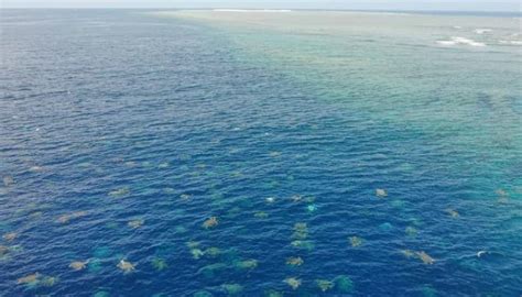 Más de 60 mil tortugas filmadas por drones en el mar de Australia