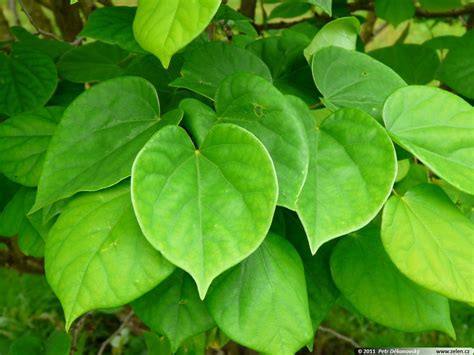 Zmarlika čínská Cercis Chinensis Avondale Cercis Japonica