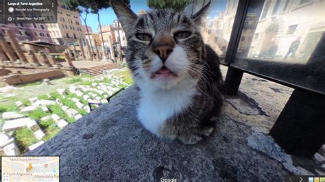 Google Street View captures very confused cat hanging out in Rome ...