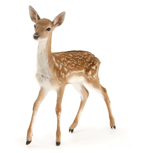 Fallow Deer Fawn Photograph by Warren Photographic - Fine Art America