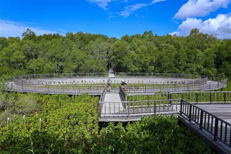 Tahura Mangrove Ngurah Rai Rumah Bagi 33 Spesies Mangrove Dan 300