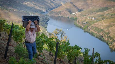 Douro Cidade Europeia Do Vinho Em