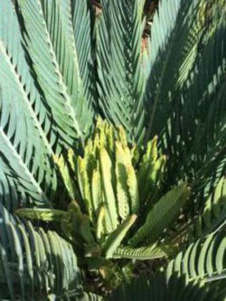 Palms And Cycads For San Diego County Blog