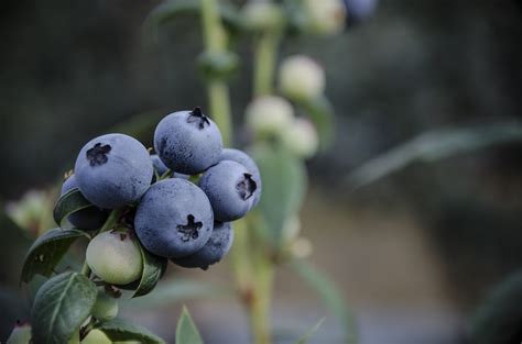 Naturipe Expects Stellar Michigan Blueberry Crop The Packer