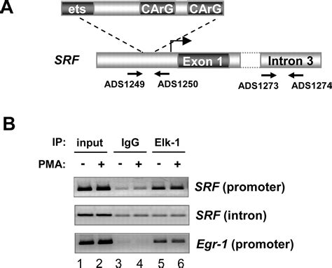 The Ets Domain Transcription Factor Elk 1 Regulates The Expression Of