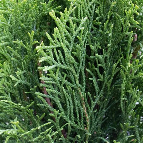 Thuja Occidentalis Smaragd Emerald Green Eastern Aborvitae Mail Order Trees