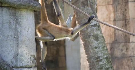 Spider Monkey Facts - AnimalBehaviorCorner