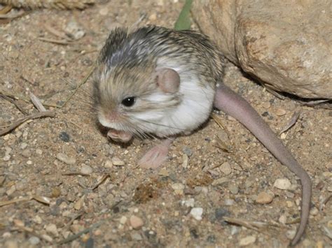 Meet the Thick Tailed Pygmy Jerboa (Salpingotus crassicauda), a member ...