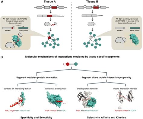 Tissue Specific Splicing Of Disordered Segments That Embed Binding