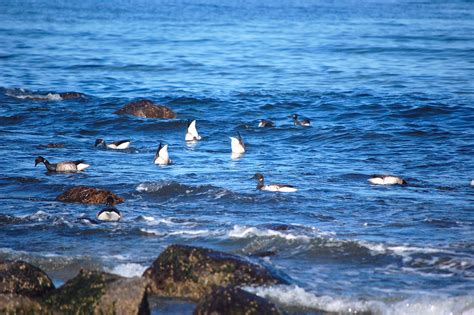 About the Meet-up at Plum Island - Perfect Health Diet | Perfect Health