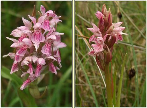 Irish Wildflowers Early Marsh Orchid Dactylorhiza Incarnata Subsp