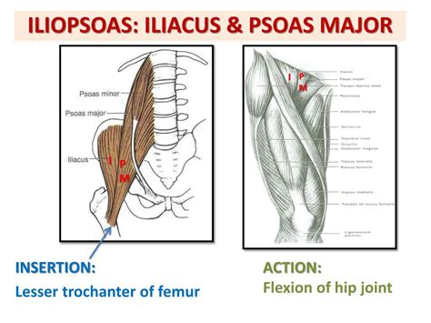 Ppt Anterior Medial Compartments Of Thigh Powerpoint Presentation