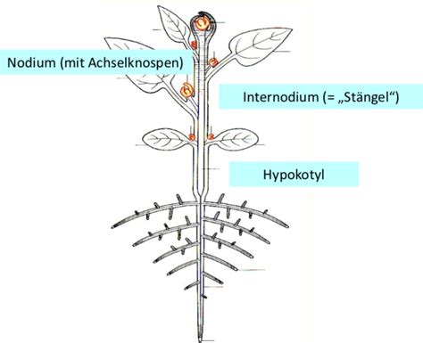 5 Aufbau Der Sprossachse Grob Anatomie Und Physiologie Der Pflanzen