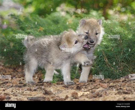 Cute Wolf Pups Playing